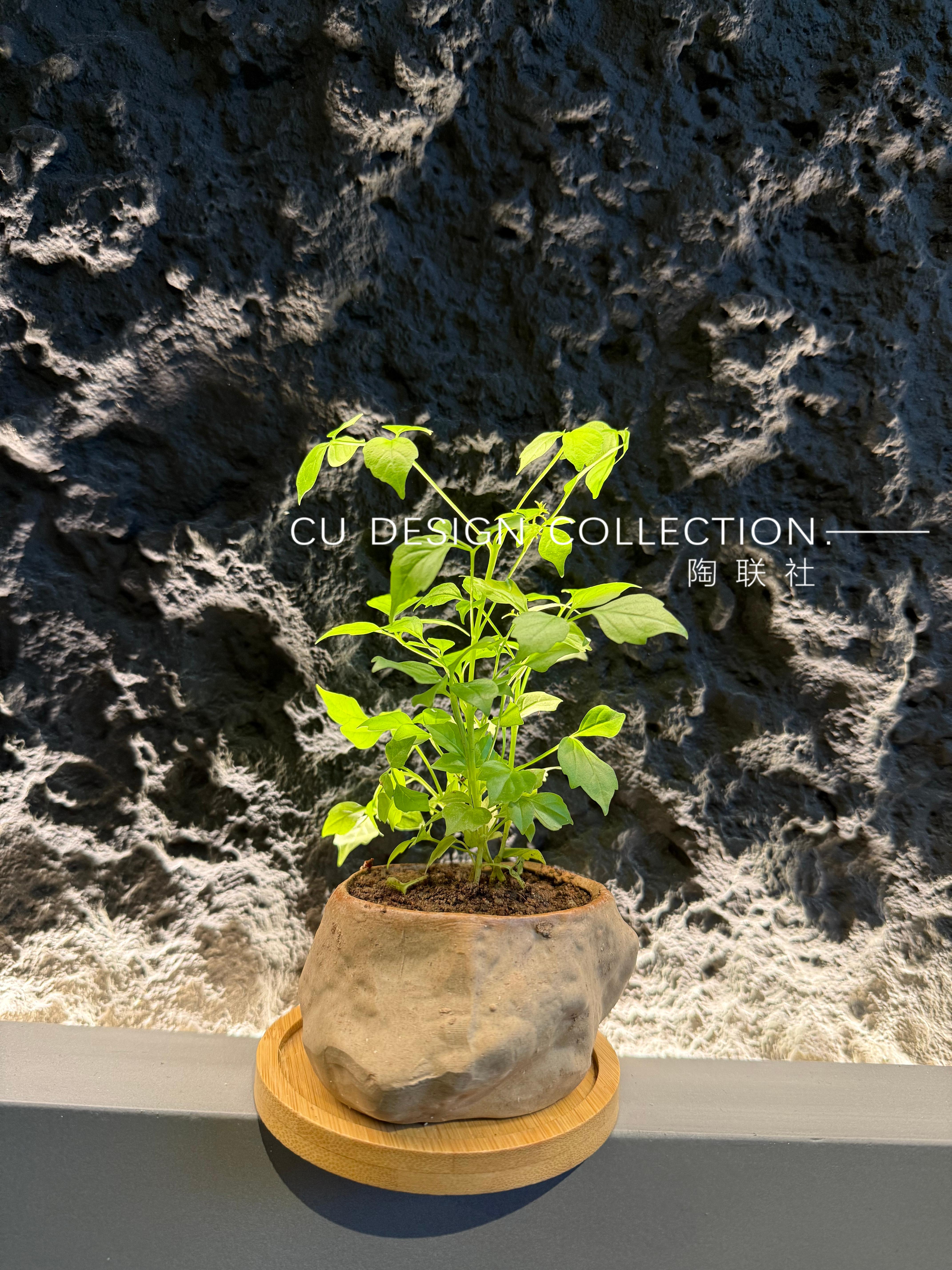 PU Sea Wood Stone 4